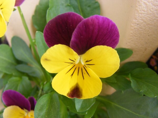 Viola cornuta,Hornveilchen