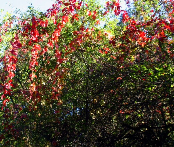 Herbstfarben entlang der Nordic Walking Strecke.